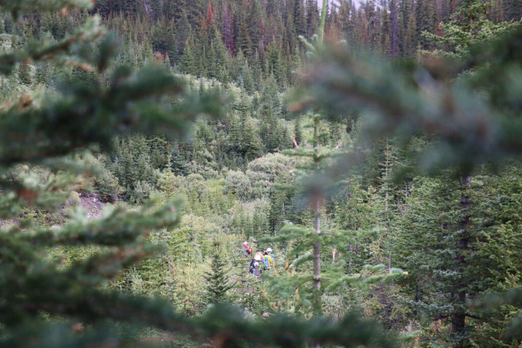 forest image