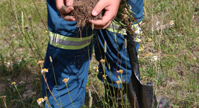 Partnering with Drywood Yarrow Conservation