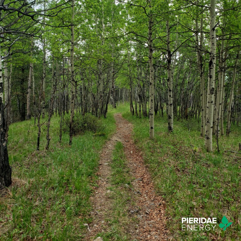 Supporting The Bragg Creek Trails Association